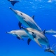 delfin-dlouholeby-egypt-foceni-pod-vodou-karel-fiala-dolphin-10
