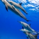 delfin-dlouholeby-egypt-foceni-pod-vodou-karel-fiala-dolphin-11