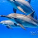 delfin-dlouholeby-egypt-foceni-pod-vodou-karel-fiala-dolphin-12