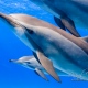 delfin-dlouholeby-egypt-foceni-pod-vodou-karel-fiala-dolphin-13