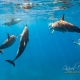 delfin-dlouholeby-egypt-foceni-pod-vodou-karel-fiala-dolphin-14