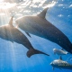 delfin-dlouholeby-egypt-foceni-pod-vodou-karel-fiala-dolphin-15