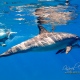 delfin-dlouholeby-egypt-foceni-pod-vodou-karel-fiala-dolphin-16