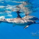 delfin-dlouholeby-egypt-foceni-pod-vodou-karel-fiala-dolphin-17