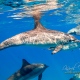 delfin-dlouholeby-egypt-foceni-pod-vodou-karel-fiala-dolphin-18