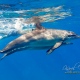 delfin-dlouholeby-egypt-foceni-pod-vodou-karel-fiala-dolphin-19