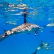 delfin-dlouholeby-egypt-foceni-pod-vodou-karel-fiala-dolphin-20