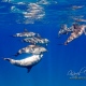 delfin-dlouholeby-egypt-foceni-pod-vodou-karel-fiala-dolphin-21