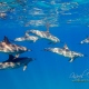 delfin-dlouholeby-egypt-foceni-pod-vodou-karel-fiala-dolphin-22