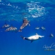 delfin-dlouholeby-egypt-foceni-pod-vodou-karel-fiala-dolphin-23