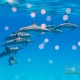 delfin-dlouholeby-egypt-foceni-pod-vodou-karel-fiala-dolphin-24
