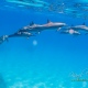 delfin-dlouholeby-egypt-foceni-pod-vodou-karel-fiala-dolphin-26