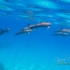 delfin-dlouholeby-egypt-foceni-pod-vodou-karel-fiala-dolphin-27