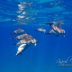 delfin-dlouholeby-egypt-foceni-pod-vodou-karel-fiala-dolphin-28