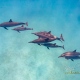 delfin-dlouholeby-egypt-foceni-pod-vodou-karel-fiala-dolphin-29