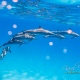 delfin-dlouholeby-egypt-foceni-pod-vodou-karel-fiala-dolphin-30