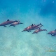 delfin-dlouholeby-egypt-foceni-pod-vodou-karel-fiala-dolphin-31