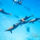 delfin-dlouholeby-egypt-foceni-pod-vodou-karel-fiala-dolphin-34