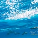 delfin-dlouholeby-egypt-foceni-pod-vodou-karel-fiala-dolphin-36