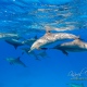 delfin-dlouholeby-egypt-foceni-pod-vodou-karel-fiala-dolphin-38