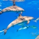 delfin-dlouholeby-egypt-foceni-pod-vodou-karel-fiala-dolphin-4