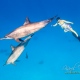 delfin-dlouholeby-egypt-foceni-pod-vodou-karel-fiala-dolphin-40