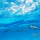 delfin-dlouholeby-egypt-foceni-pod-vodou-karel-fiala-dolphin-43