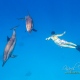 delfin-dlouholeby-egypt-foceni-pod-vodou-karel-fiala-dolphin-44