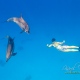 delfin-dlouholeby-egypt-foceni-pod-vodou-karel-fiala-dolphin-45