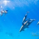 delfin-dlouholeby-egypt-foceni-pod-vodou-karel-fiala-dolphin-46