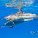 delfin-dlouholeby-egypt-foceni-pod-vodou-karel-fiala-dolphin-48