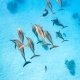 delfin-dlouholeby-egypt-foceni-pod-vodou-karel-fiala-dolphin-49