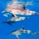 delfin-dlouholeby-egypt-foceni-pod-vodou-karel-fiala-dolphin-50