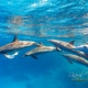 delfin-dlouholeby-egypt-foceni-pod-vodou-karel-fiala-dolphin-51