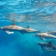 delfin-dlouholeby-egypt-foceni-pod-vodou-karel-fiala-dolphin-53