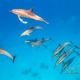 delfin-dlouholeby-egypt-foceni-pod-vodou-karel-fiala-dolphin-54