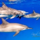 delfin-dlouholeby-egypt-foceni-pod-vodou-karel-fiala-dolphin-57