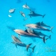 delfin-dlouholeby-egypt-foceni-pod-vodou-karel-fiala-dolphin-59