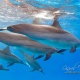 delfin-dlouholeby-egypt-foceni-pod-vodou-karel-fiala-dolphin-60