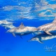 delfin-dlouholeby-egypt-foceni-pod-vodou-karel-fiala-dolphin-61