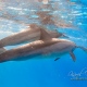 delfin-dlouholeby-egypt-foceni-pod-vodou-karel-fiala-dolphin-63
