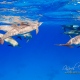 delfin-dlouholeby-egypt-foceni-pod-vodou-karel-fiala-dolphin-64