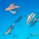 delfin-dlouholeby-egypt-foceni-pod-vodou-karel-fiala-dolphin-65