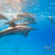 delfin-dlouholeby-egypt-foceni-pod-vodou-karel-fiala-dolphin-66