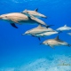 delfin-dlouholeby-egypt-foceni-pod-vodou-karel-fiala-dolphin-8