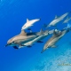 delfin-dlouholeby-egypt-foceni-pod-vodou-karel-fiala-dolphin-9