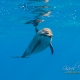 delfin-dlouholeby-egypt-foceni-pod-vodou-karel-fiala-dolphin