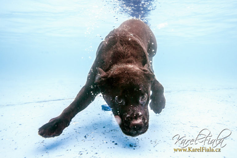 underwater dog