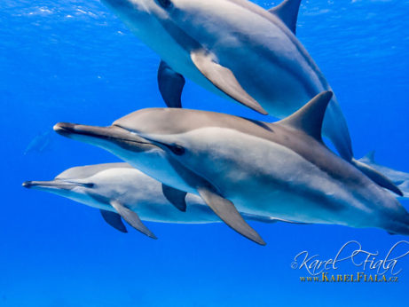 Plavání a potápění s delfíny. Egypt. Rudé moře.