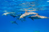 Delfíni a mořské panny v Egyptě